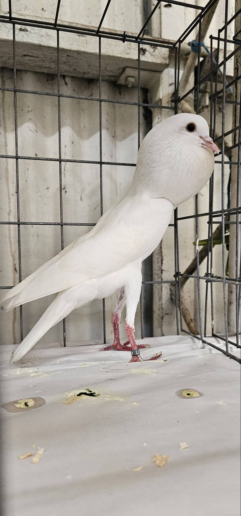 Best Brunner Pouter